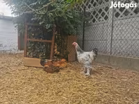 Brahma — photo 4