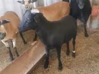Bode, Cabras — foto 3