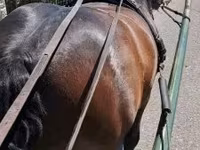 Cheval, Chevaux — photo 2
