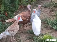 Turkeys — Foto 2