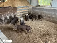 Boar, Мангалица — photo 5
