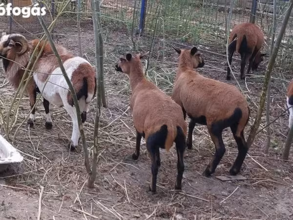 Ram, Cameroon sheep