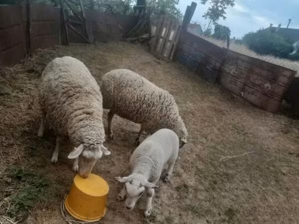 Beran, Russian meat merino sheep — Maďarsko