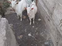 बकरा, बकरियाँ — फ़ोटो 4