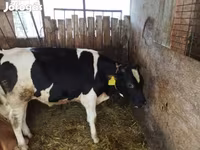 Bika, Holstein fajta — 2. fotó