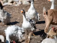 Geese — फ़ोटो 5
