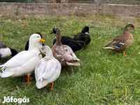 Ducks — 1. fotó