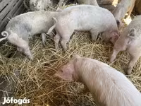 Eber, Schweine — Foto 1