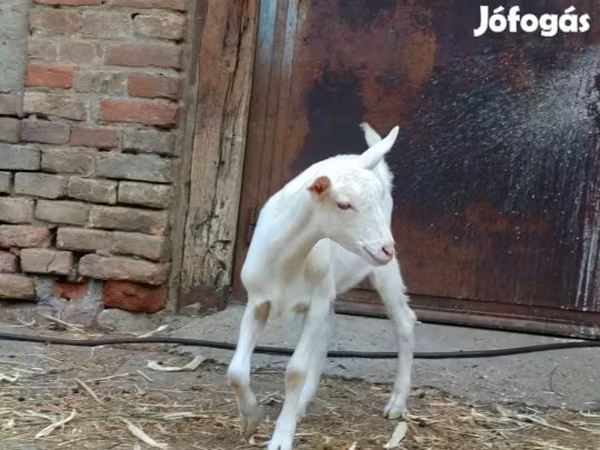 Козёл, Козлы