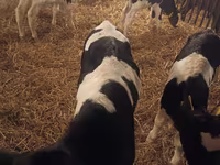 Bulle, Russian Black pied cattle — Foto 2