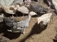 Turkeys — foto 4