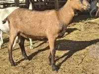 山羊（批次，未指定性别）, Alpine goat — 照片 6