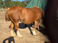 Mare, Horses — photo 2