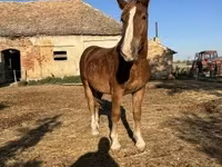 Kůň, Koně — foto 1