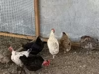 Chickens — फ़ोटो 6