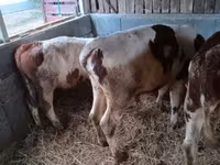 Toro, Simmental cattle — foto 6