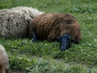 Sheep, Sheep — photo 2