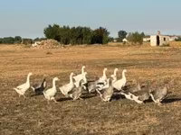 Ducks — photo 3