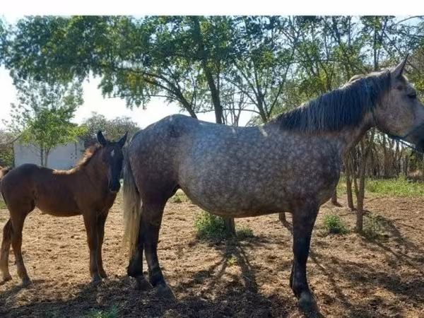 Mare, Horses