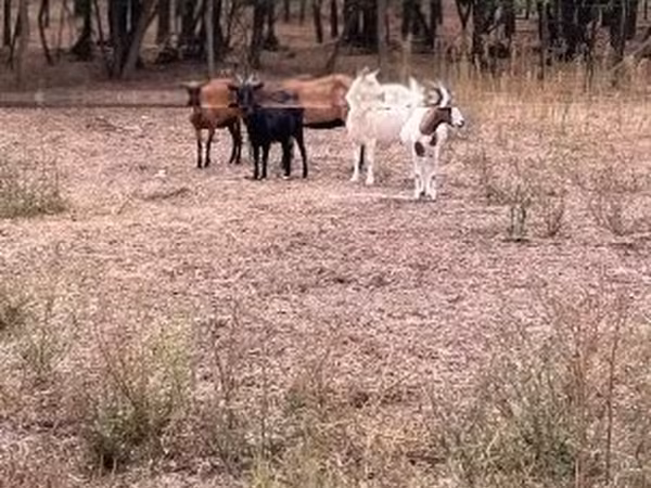Koza, Kozy — Maďarsko