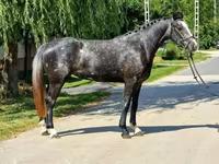 Mare, Horses — photo 1