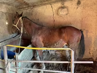 At, Horse breed — foto 3