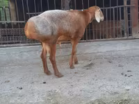 Carnero, Saryarka sheep — foto 2