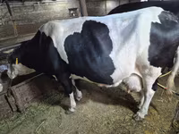 Vaca, Russian Black pied cattle — foto 2