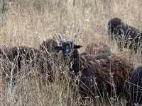 Schaf, Racka sheep — Foto 2