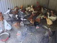 Chickens — photo 1