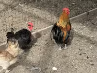 Chickens — الصورة 3