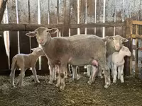 公羊, Sheep — 照片 5