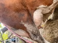 Vaca, Raza gris húngara — foto 6