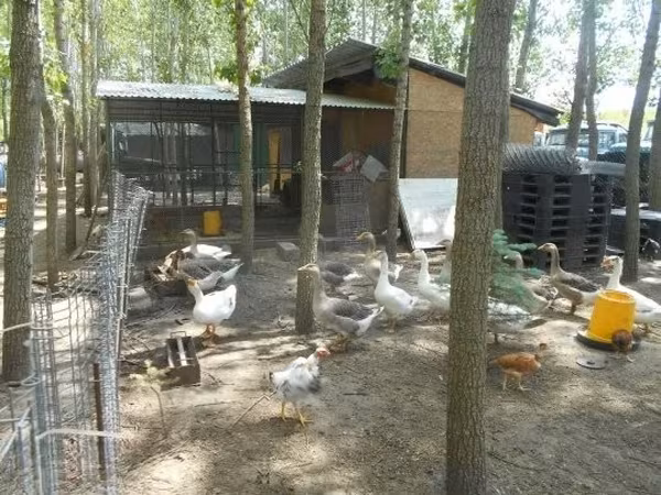 Geese