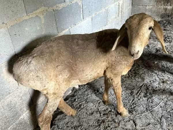 Juh, Katum sheep