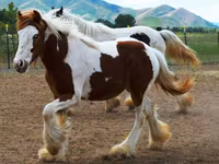घोड़ी, Gypsy horse — फ़ोटो 3