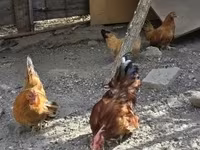 Chickens — photo 3