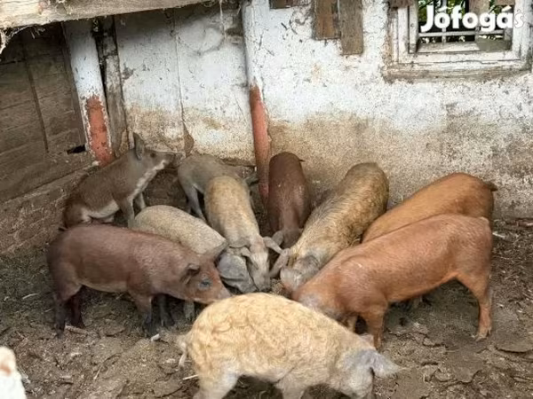 Boar,  — Hungary
