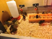 Quails — 2-сурет