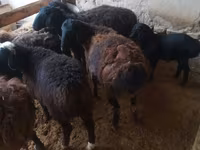 كبش, Jaidara sheep — الصورة 2