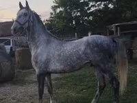 Hing, Lipizzaner — 7. fotó
