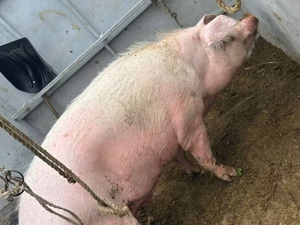 Sow, Pigs