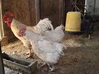 Chickens — 照片 6