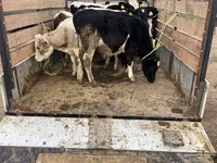 Krowa, Russian Black pied cattle — zdjęcie 2