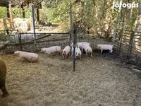 母猪, Pigs — 照片 1