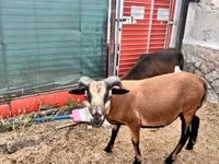 Kos, Cameroon sheep — 4. fotó