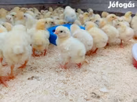 Chickens — photo 4
