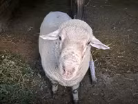 Kos, Merino sheep — 1. fotó