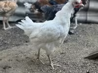 Chickens — zdjęcie 6