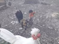 Chickens — 照片 1